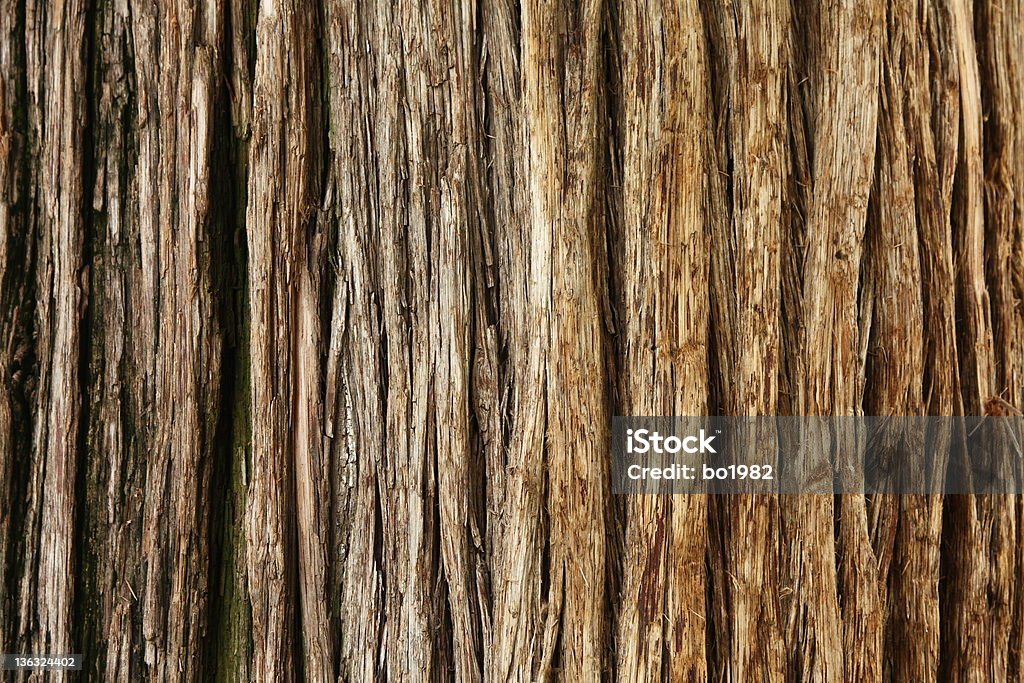 Vieux tree - Photo de Cyprès libre de droits