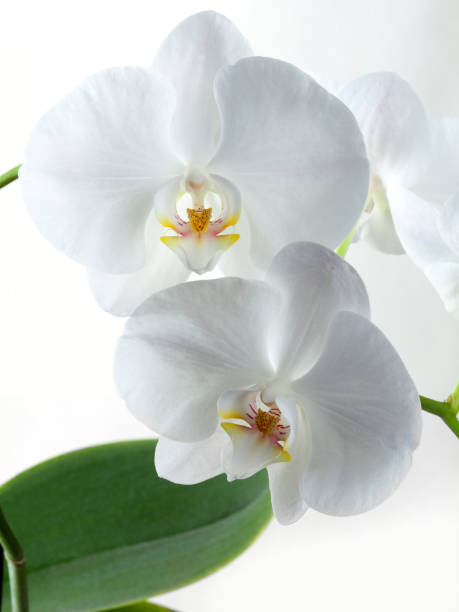 istock Flowering branch orchid Phalaenopsis or Moth dendrobium, close-up, on white background 1363244168