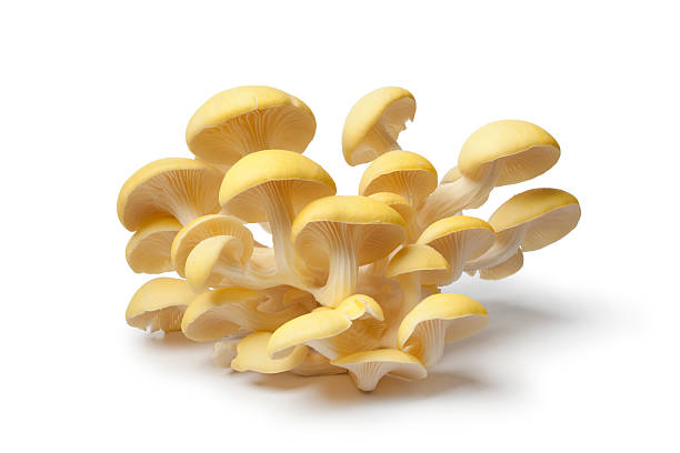 istock Fresh yellow oyster mushrooms 136324483