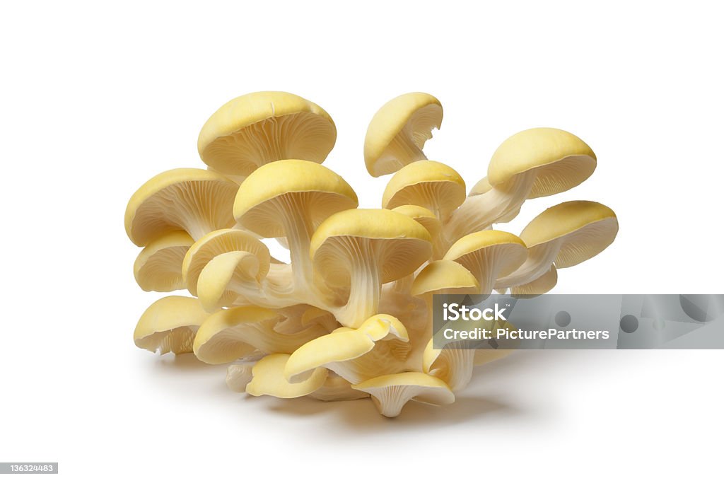 Fresh yellow oyster mushrooms Fresh yellow oyster mushrooms on white background Oyster Mushroom Stock Photo