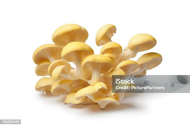 Fresh Yellow Oyster Mushrooms Stock Photo - Download Image Now - Oyster Mushroom, Yellow, Edible Mushroom