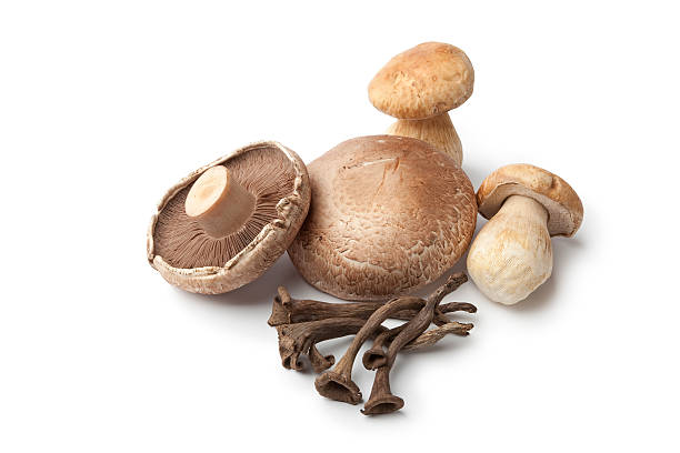 istock Compostion of fresh edible mushrooms 136324534
