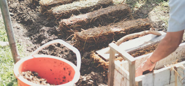 istock farmer growing straw mushroom on rice straw 1363245968