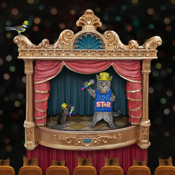 Cat gray singer on stage of theater