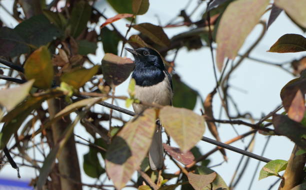 This bird is an insectivorous species which is a localized breeder in India and Sri Lanka east to Indonesia, tropical southern Asia from Pakistan, South China and the Philippines.
The Oriental Magpie Robin is typically found in open greenland, cultivated areas and human habitation. la urraca-petirrojo oriental es una pequeña ave paseriforme que anteriormente se clasificaba como miembro de la familia turdidae, pero ahora se considera un papamoscas del viejo mundo. son aves blancas y negras distintivas con una cola larga.