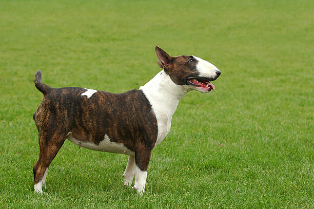istock Buterrier portrait at green 136324885