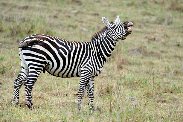 zebra stock photo