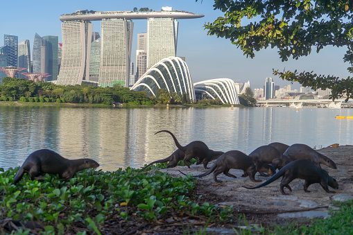 Singapore, Singapore - January 7, 2022: Wild otters on a riverbank at Bay Garden East, with the Marina Bay Sands hotel and domes at Gardens by the Bay visible in the background.