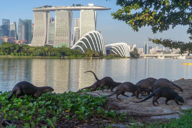 Wild otters before Marina Bay Sands, Singapore 1 Singapore, Singapore - January 7, 2022: Wild otters on a riverbank at Bay Garden East, with the Marina Bay Sands hotel and domes at Gardens by the Bay visible in the background. gardens-by-the-bay-dome stock pictures, royalty-free photos & images