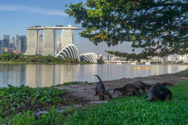 Singapore, Singapore - January 7, 2022: Wild otters on a riverbank at Bay Garden East, with the Marina Bay Sands hotel and domes at Gardens by the Bay visible in the background.