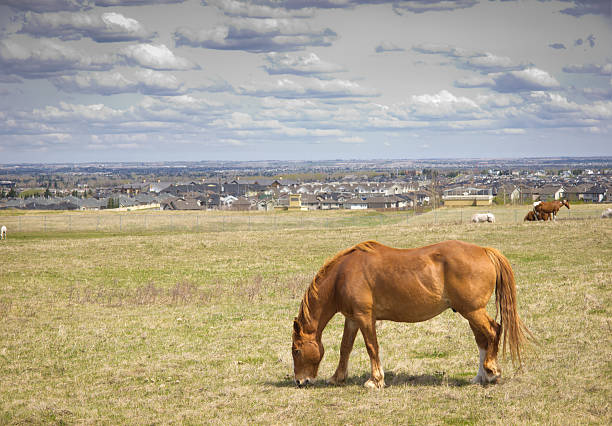 Where Rural prairies  merge with urban development stock photo