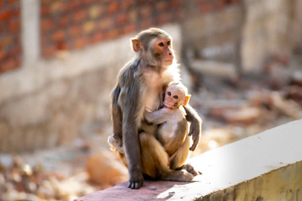 A heartwarming scene of a mother monkey with her baby on a rugged rocky surface in Badami, Karnataka, India. Captured in soft golden light.