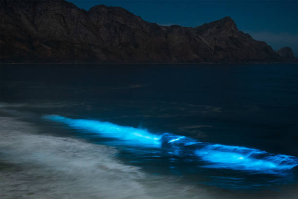biolumineszenz in meereswellen - eukaryot stock-fotos und bilder