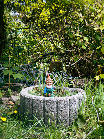 Little garden gnome in a  flower pot, urban wilderness, nature and biodiversity in the city, Germany