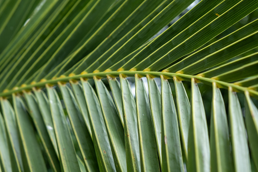 Close-up of green coconut leaf background. Bright green young coconut leaves, coconut leaf wallpaper