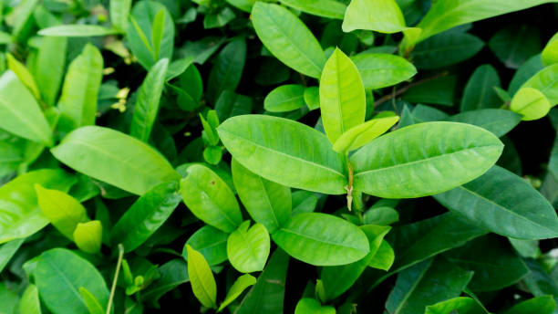 istock close up of fresh grean leaves at the morning 1363257521