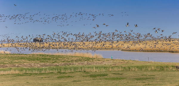 Panorama of a flock of barnacle geese in Nieuwe Statenzijl, Netherlands