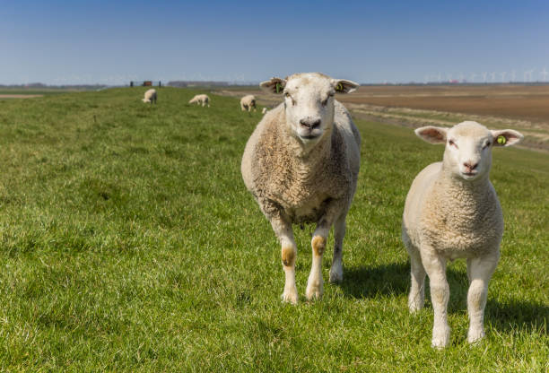 istock Mother and child sheep on a dike in Groningen 1363258687