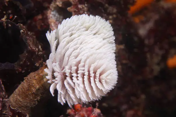 A white color Feather-duster worm or giant fanworm (Sabellastarte longa) sticking out of it's tube underwater.