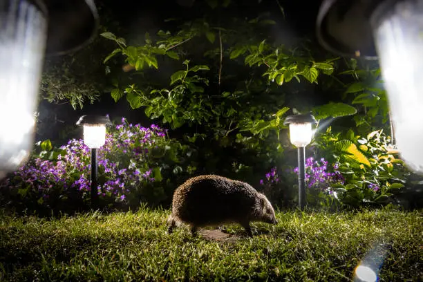 Night picture of hedgehog in front of a solar garden lamp.