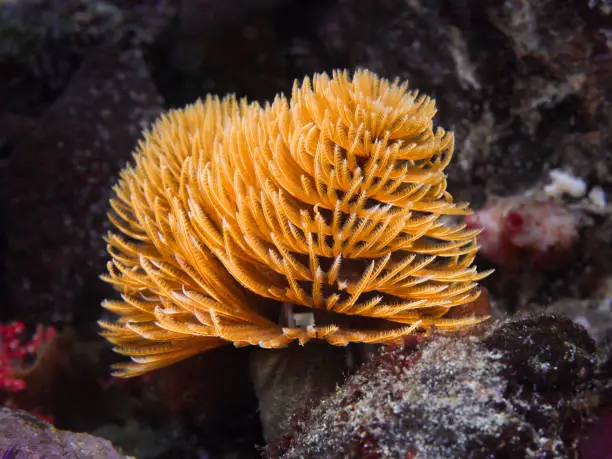 A yellow to orange Feather-duster worm or giant fanworm (Sabellastarte longa) with its feeding arms extended.