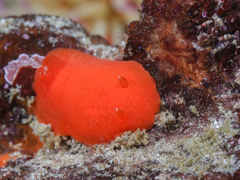 An Orange dorid or sea slug (Rostanga elandsia) underwater on the reef.