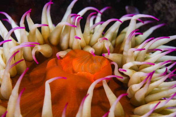 istock A close-up of a False plum anemone underwater 1363259487