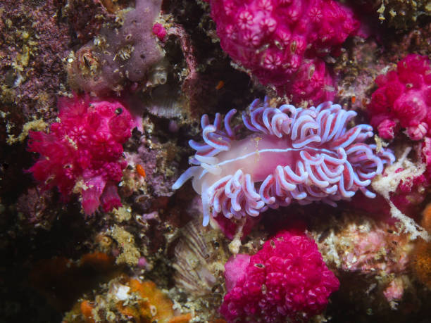 istock Coral nudibranch underwater 1363259523