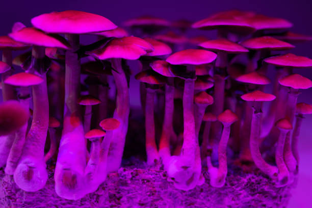 istock Psilocybin hallucinogenic Magic Mushrooms 1363260546