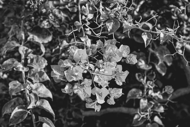 istock Bougainvillea black and white 1363261760