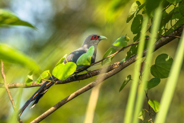 istock Green-billed malkoha, Phaenicophaeus tristis, Vietnam 1363261864