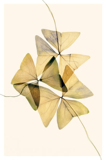 istock Beautiful dried flowers on yellow background - clover 1363263190