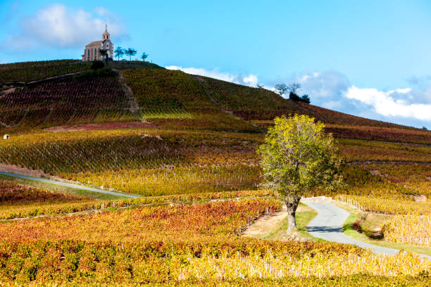 vineyards grand cru in Beaujolais witha church, Fleurie, Rhone-Alpes, France vineyards grand cru in Beaujolais witha church, Fleurie, Rhone-Alpes, France beaujolais region stock pictures, royalty-free photos & images