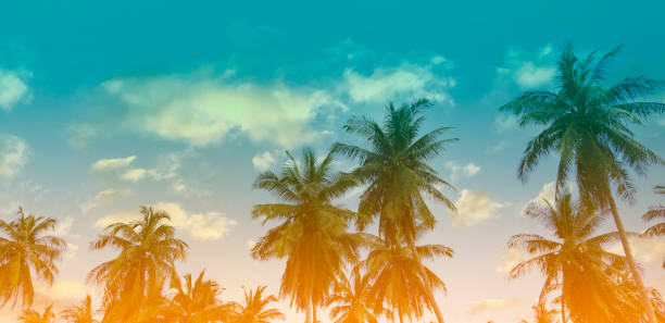 istock Summer theme of Abstracr with palm trees background as texture frame image background 1363265644
