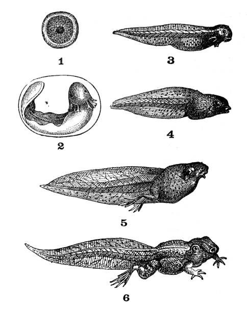 antike illustration: froschbühnen - engraving eggs engraved image old fashioned stock-grafiken, -clipart, -cartoons und -symbole