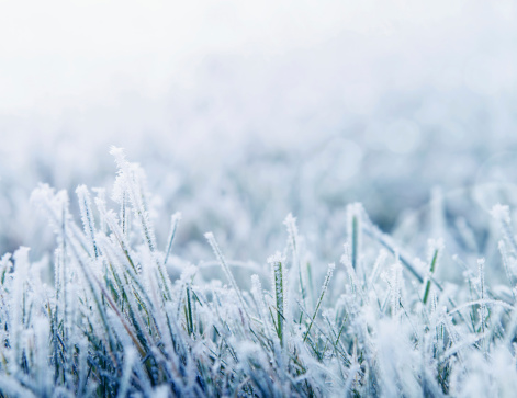 Winter background with snowy grass