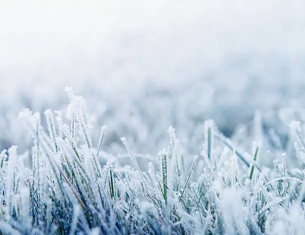 Photo of Winter background with snowy grass