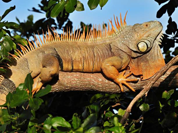 istock Green Iguana (Iguana iguana)  resting on top of the tree bark 1363268293