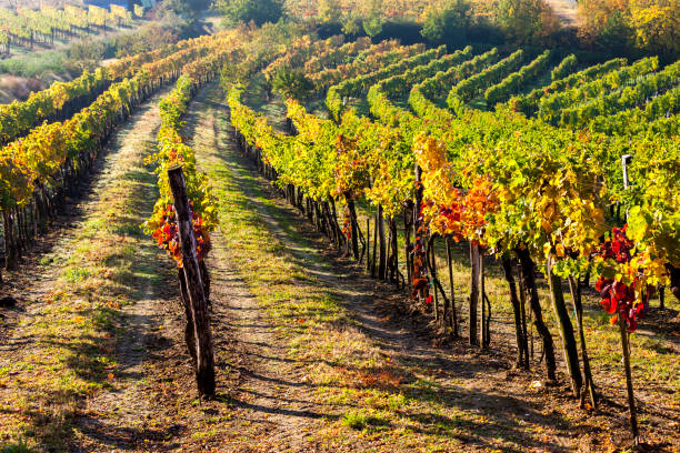 istock view of autumnal vineyards, Lower Austria, Austria 1363269094