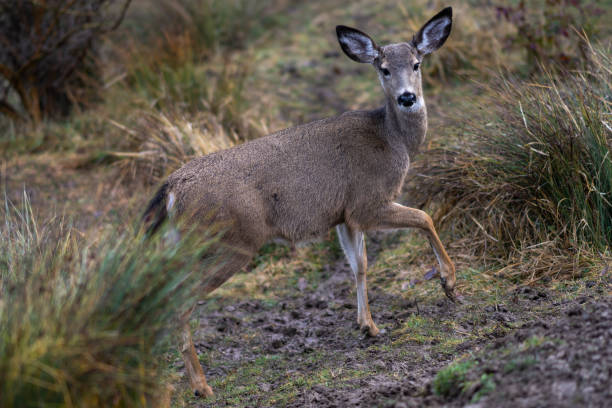 istock White-tailed Deer in the Wilderness 1363269259