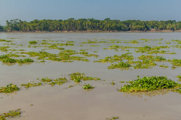 istock Floating vegetation on Balaswar river, Banglade 1363270008
