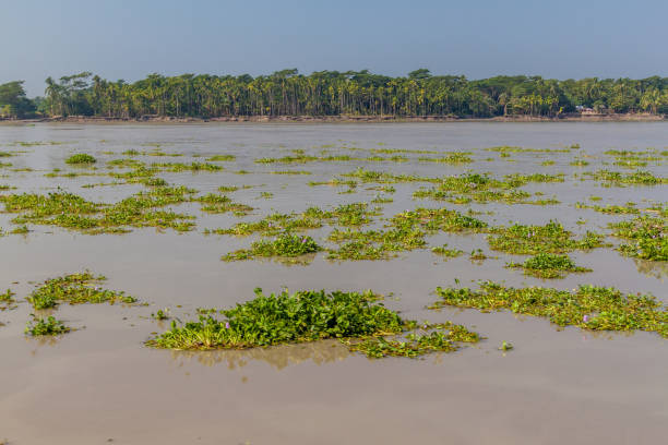 istock Floating vegetation on Balaswar river, Banglade 1363270026