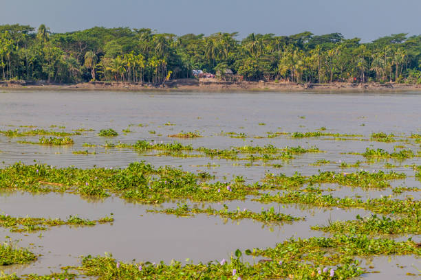 istock Floating vegetation on Balaswar river, Banglade 1363270029