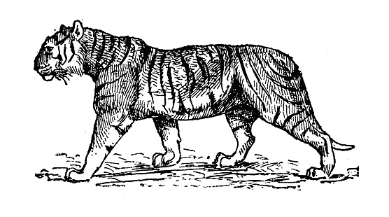 Antique illustration: Tiger