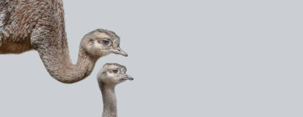 コピースペースを持つ固体グレーの背景に彼女のかわいいと好奇心旺盛なひよことダチョウの母親とバナー。生物多様性と野生生物保護の概念 - ostrich feather animal head concepts ストックフォトと画像