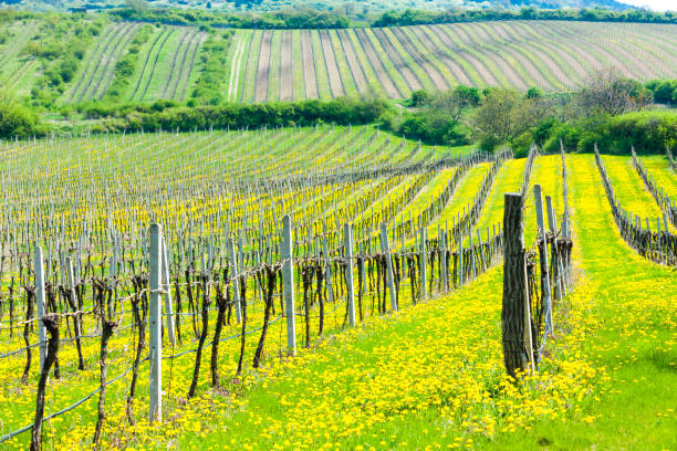 istock spring vineyards, Southern Moravia, Czech Republic 1363272793