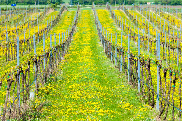 istock spring vineyard, Southern Moravia, Czech Republic 1363272834