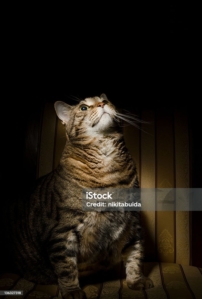 Big fat cat on armchair Big fat cat in low key on armchair Animal Stock Photo