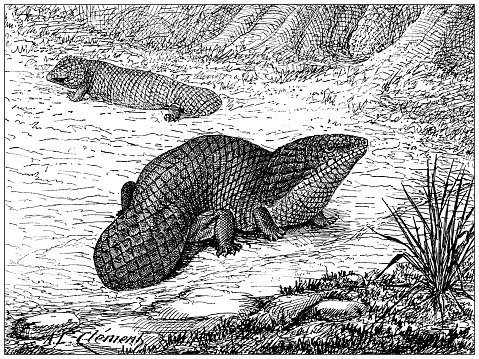 Antique illustration: Tiliqua rugosa, shingleback lizard, bobtail lizard