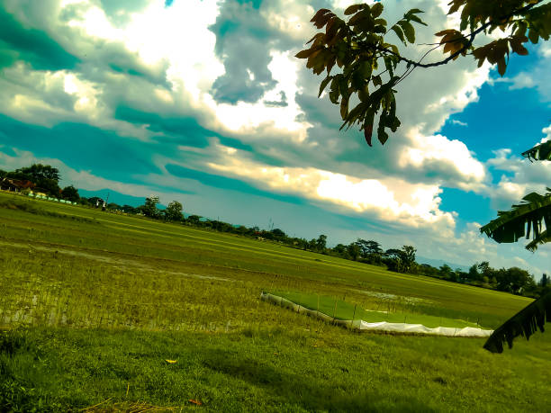 istock Beautiful and fresh rice field view 1363275811